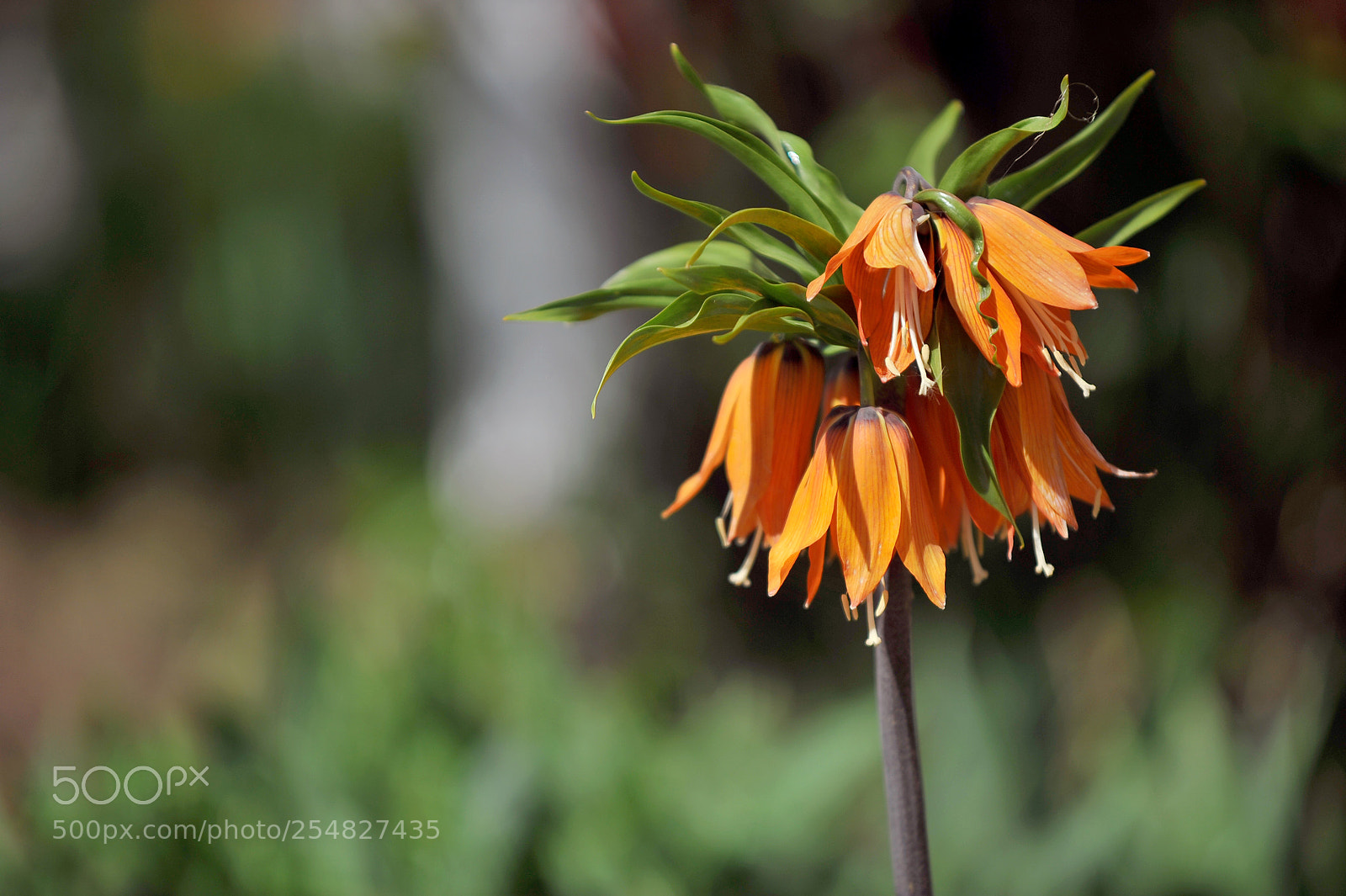 Nikon D700 sample photo. S photography