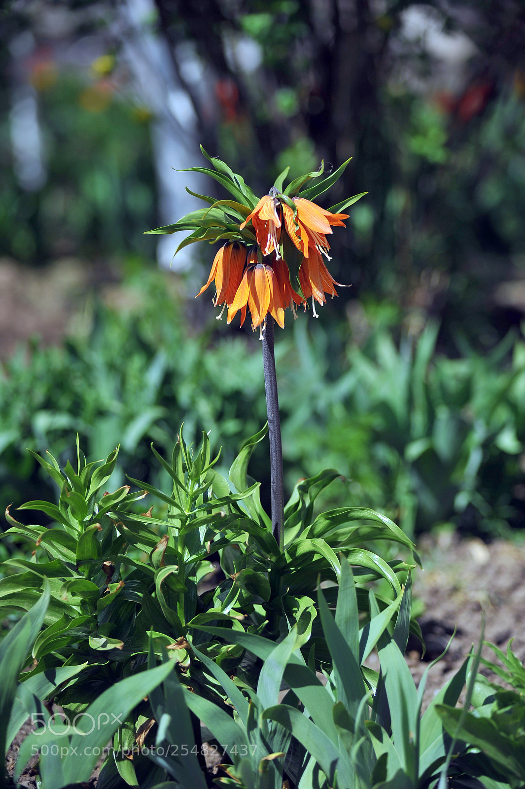 Nikon D700 sample photo. S photography