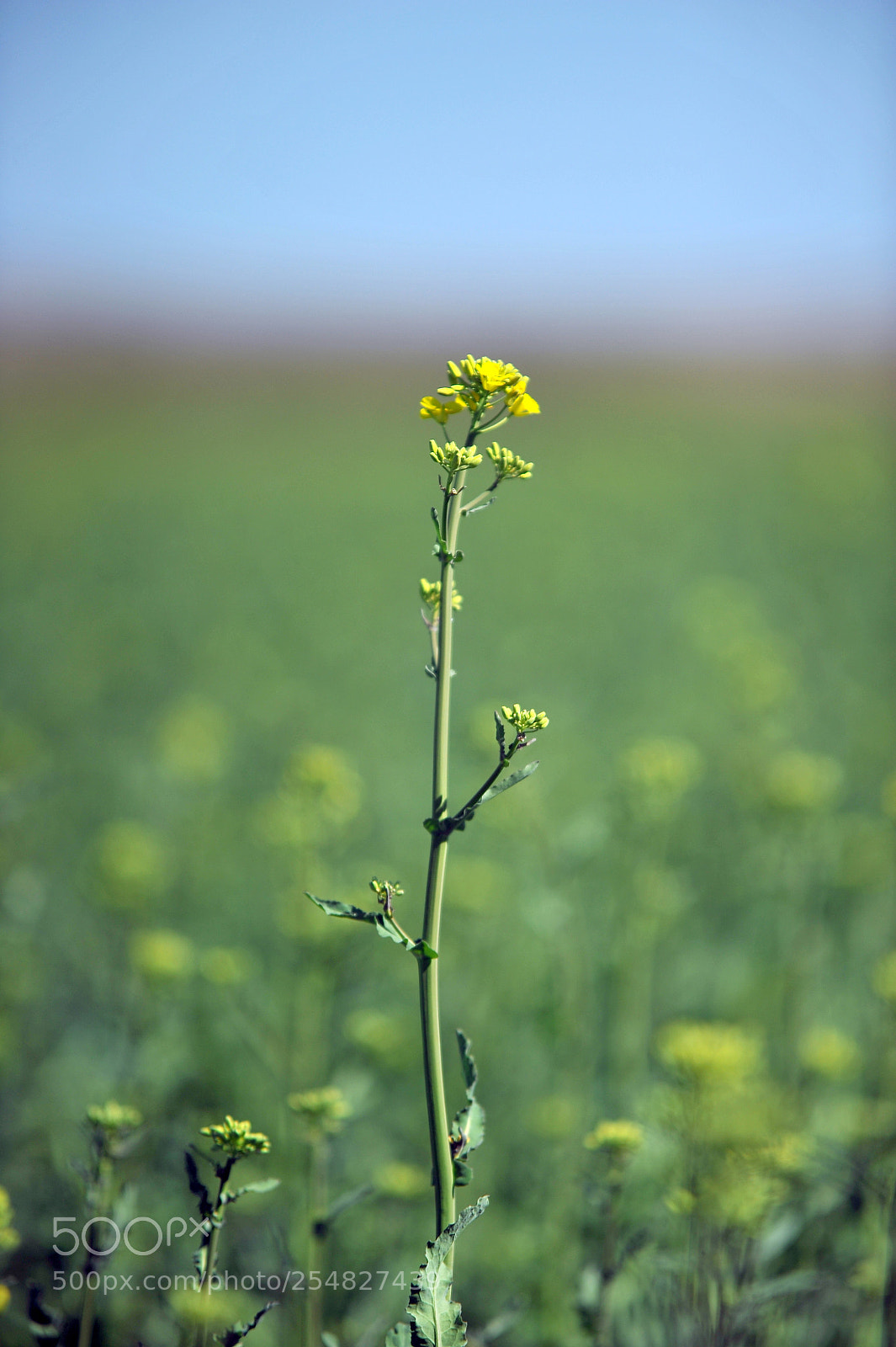 Nikon D700 sample photo. Colza photography