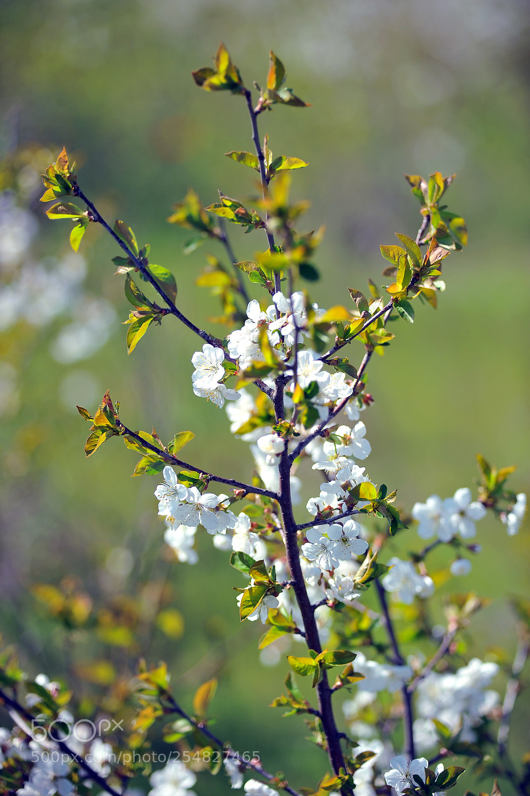 Nikon D700 sample photo. S photography