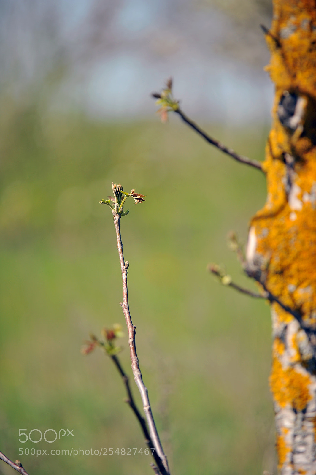 Nikon D700 sample photo. Old tree photography