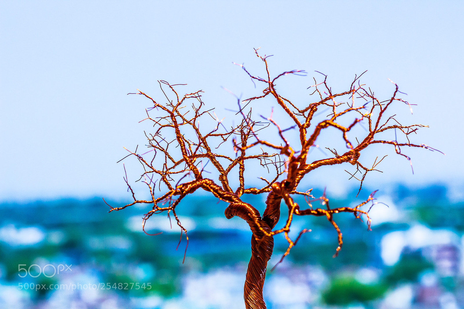 Canon EOS 700D (EOS Rebel T5i / EOS Kiss X7i) sample photo. Copper tree photography