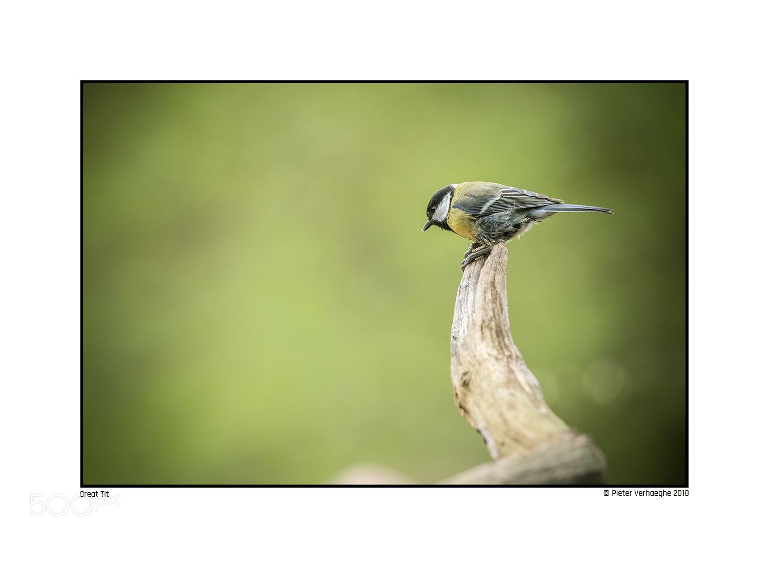 Nikon D810 sample photo. Great tit photography