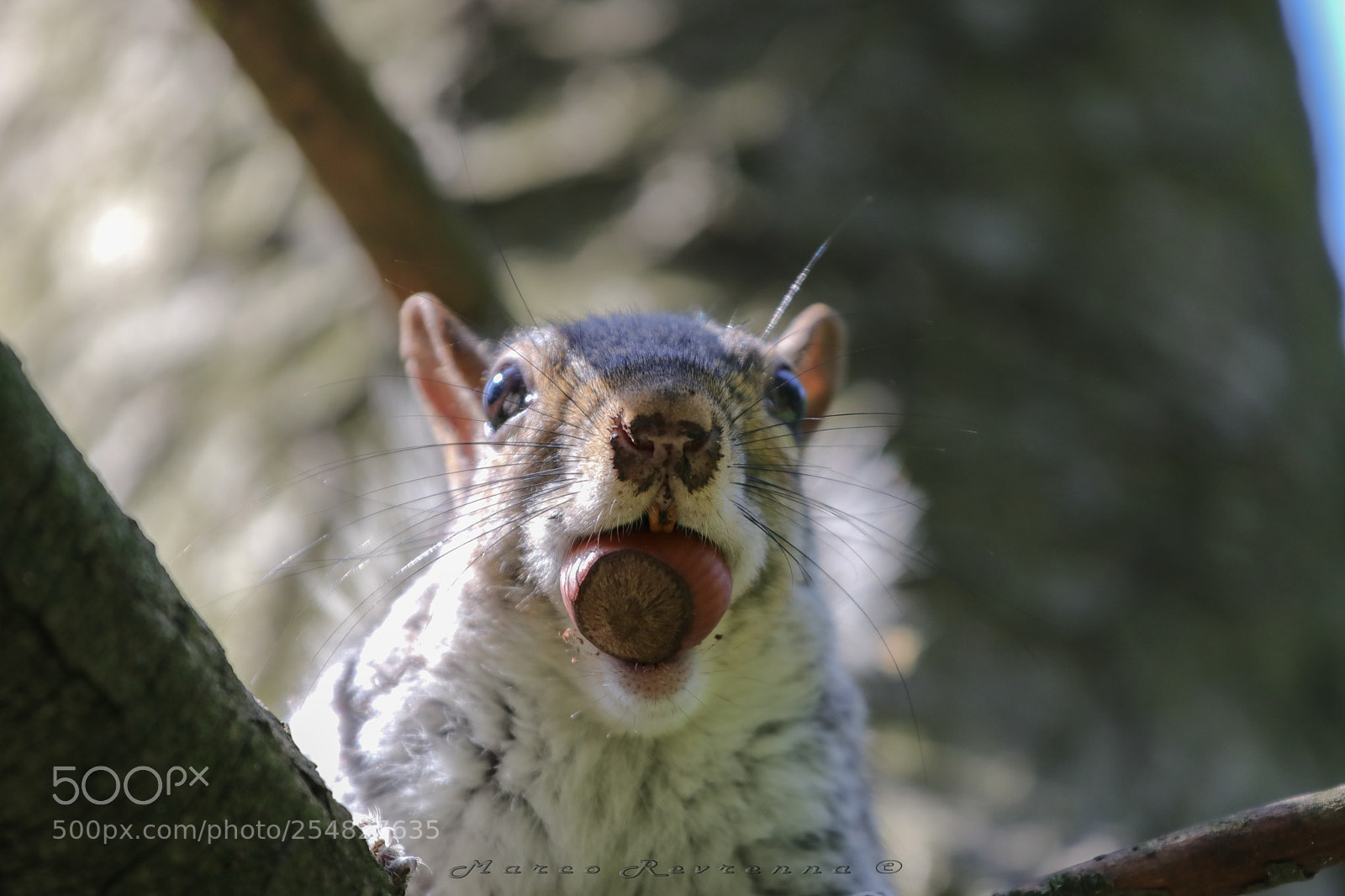 Canon EOS 80D sample photo. Hungry squirrel photography
