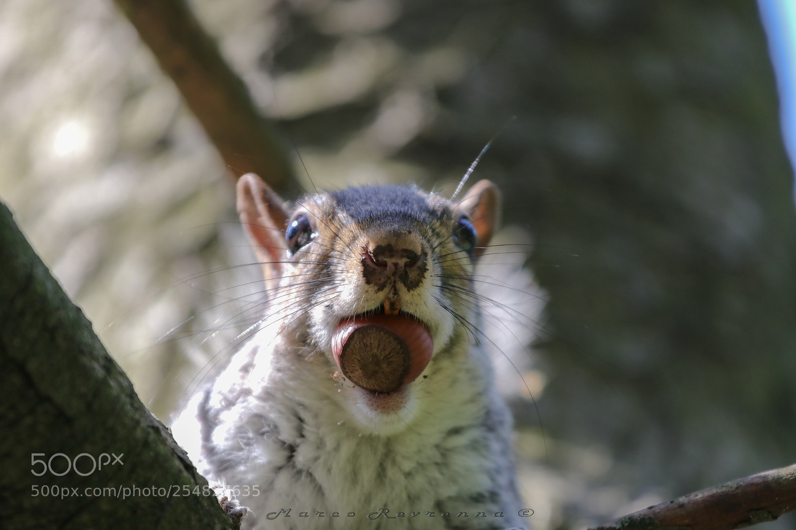 Canon EOS 80D sample photo. Hungry squirrel photography
