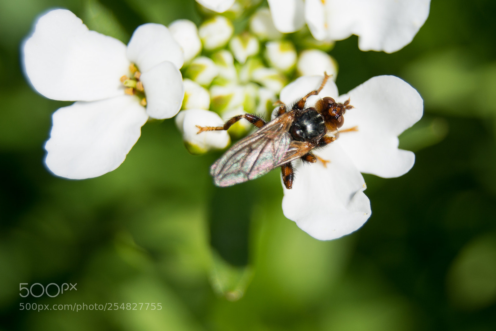 Nikon D5200 sample photo. Myopa sp. conopidae photography
