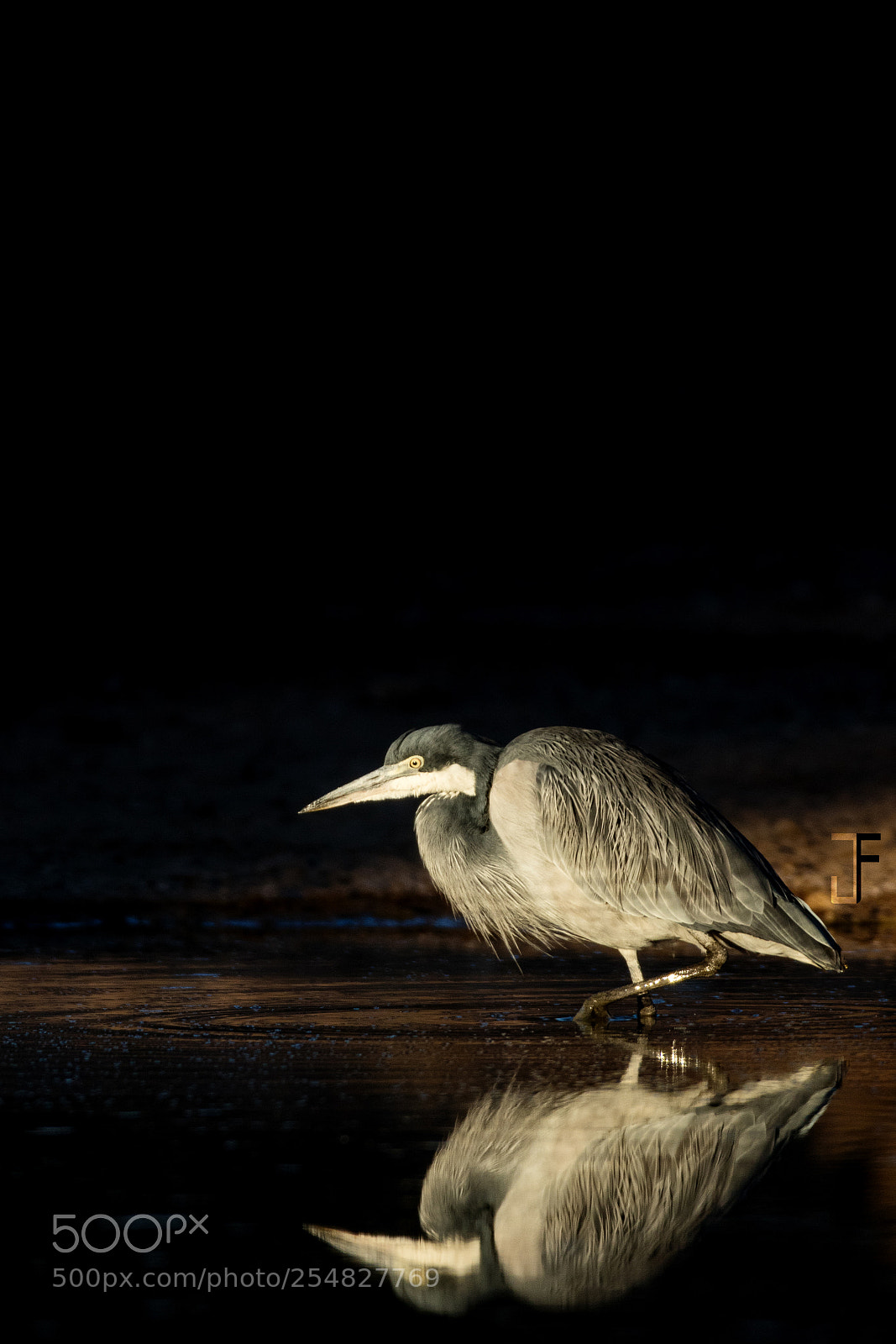 Canon EOS 7D Mark II sample photo. In the spotlight photography