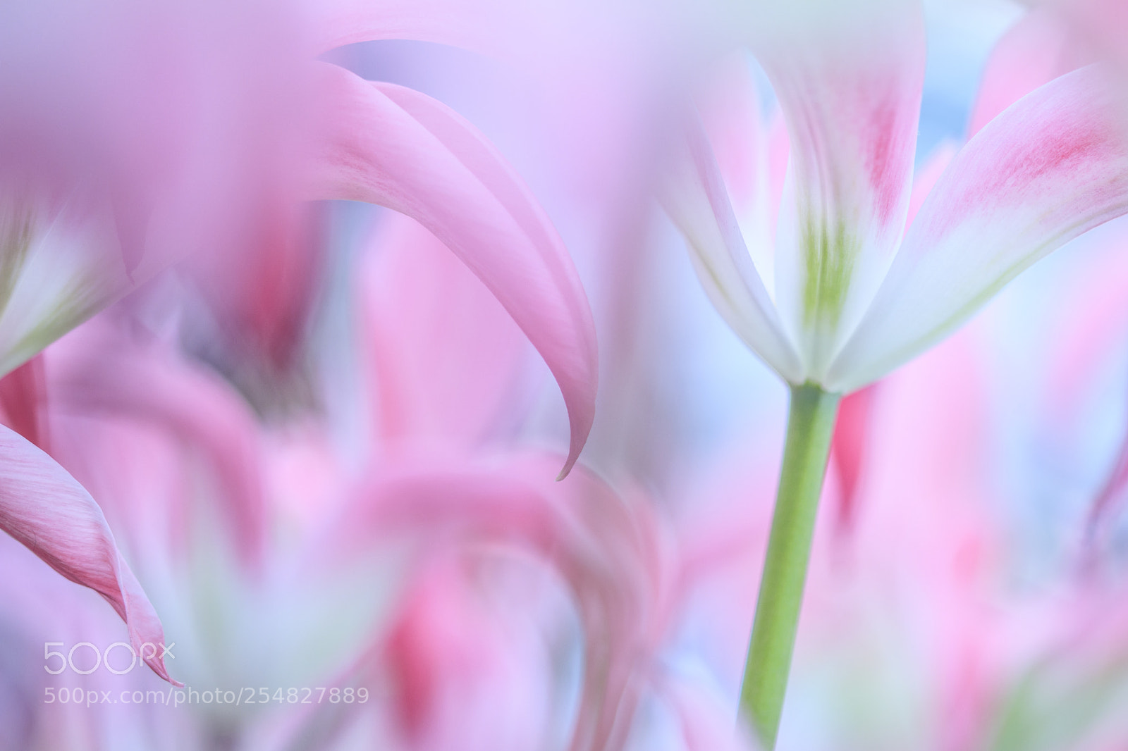 Canon EOS 80D sample photo. Pink tulips photography