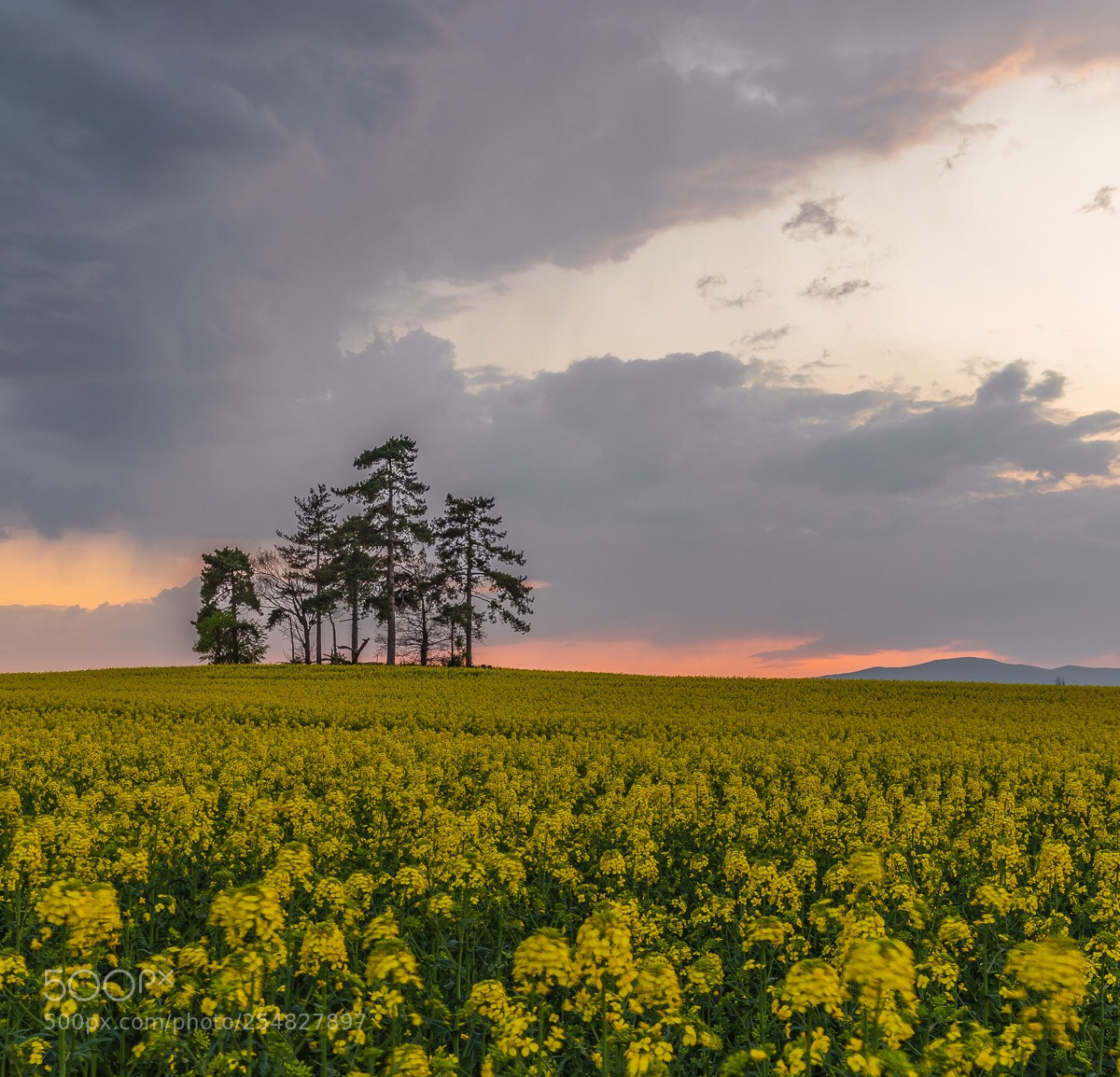 Canon EOS 5D Mark IV sample photo. The copse photography