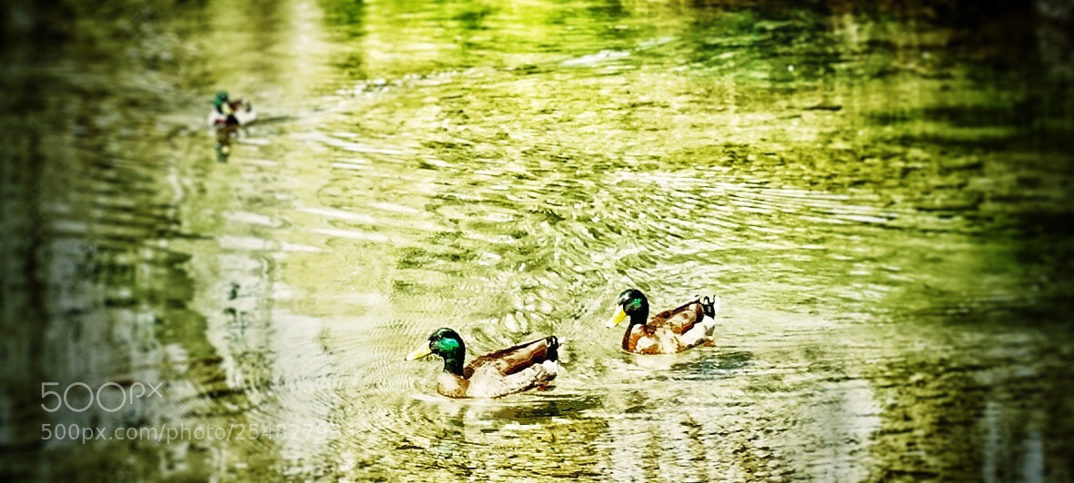 Sony a7 sample photo. Duck photography