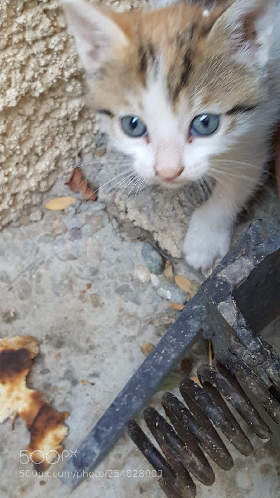 Samsung GALAXY S6 edge sample photo. Blue gaze..biba's baby photography