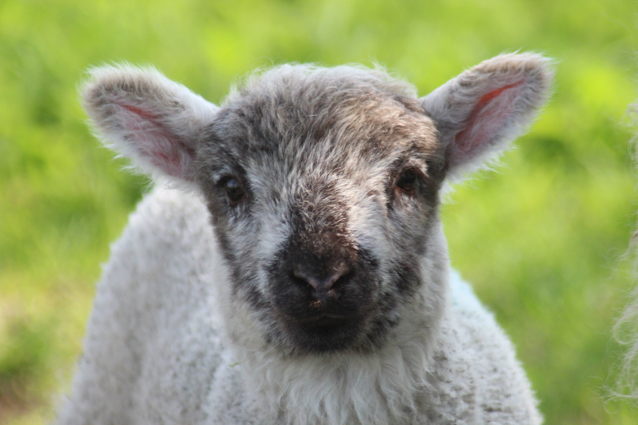 Canon EOS 1300D (EOS Rebel T6 / EOS Kiss X80) sample photo. Lambing season photography