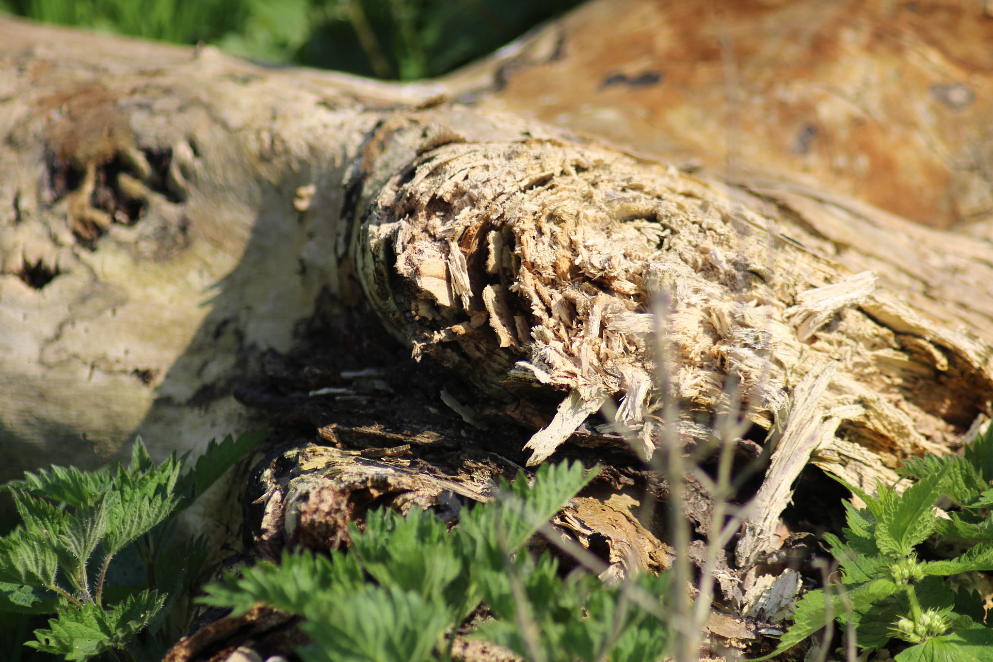 Canon EOS 1300D (EOS Rebel T6 / EOS Kiss X80) sample photo. Felled wood photography