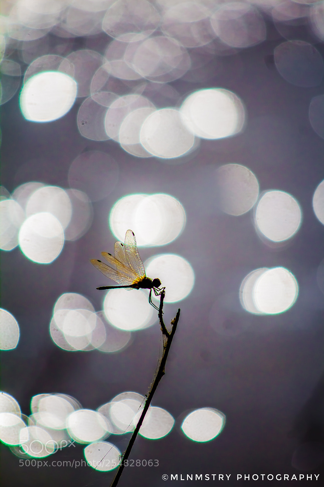 Canon EOS 1200D (EOS Rebel T5 / EOS Kiss X70 / EOS Hi) sample photo. A dragonfly at lake photography