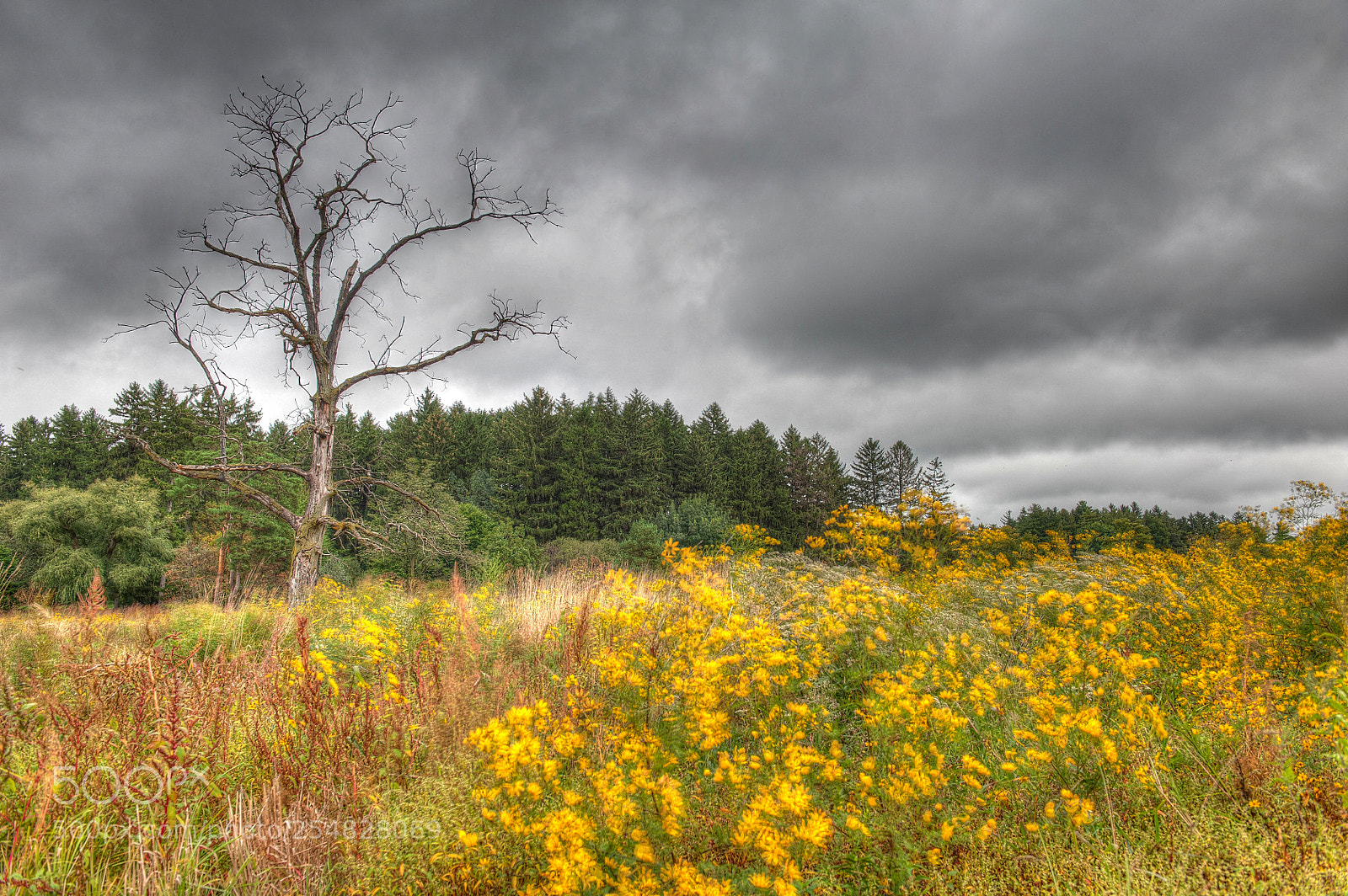 Nikon D700 sample photo. Under cloudy skies photography