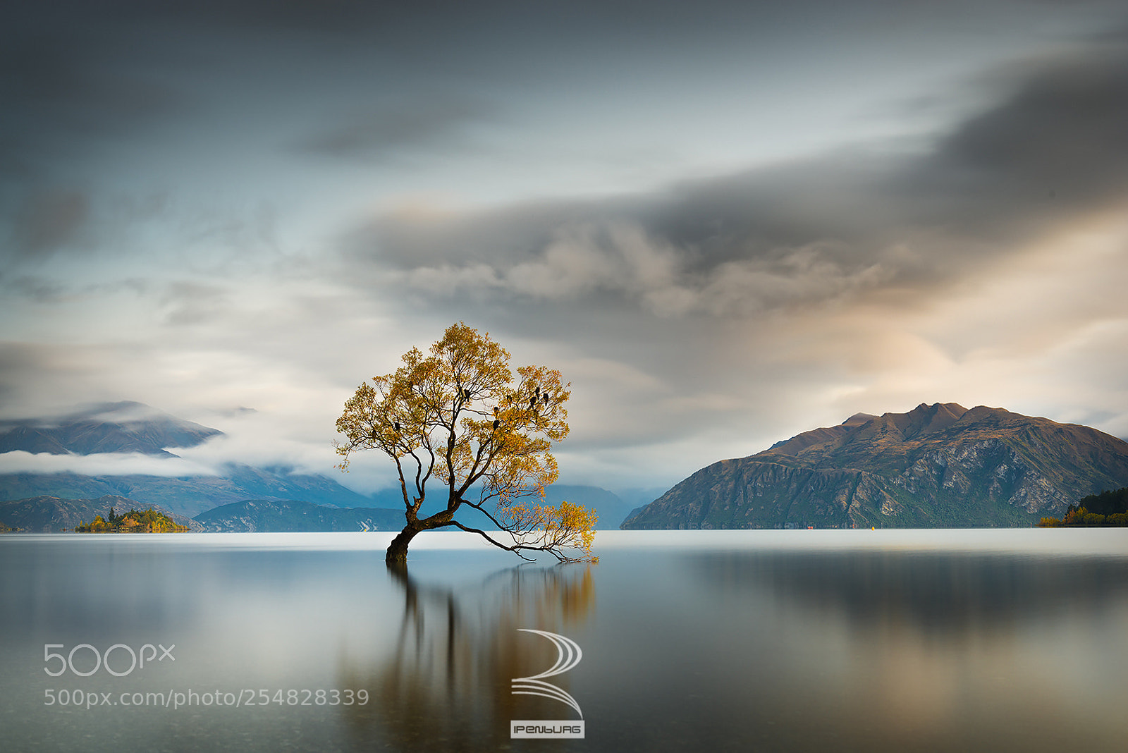Nikon D800E sample photo. Nz 2018 - "that tree" photography