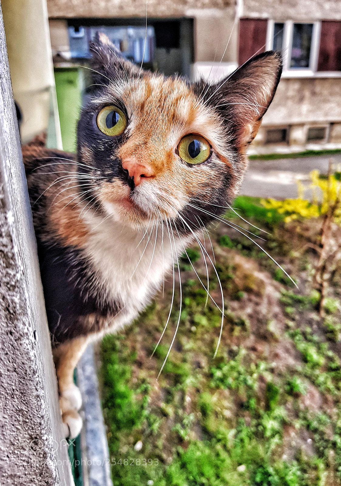 Samsung Galaxy S8+ sample photo. The cat photography