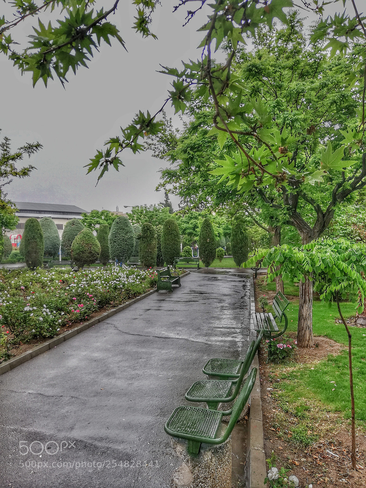 HUAWEI P20 lite sample photo. Raindrops photography