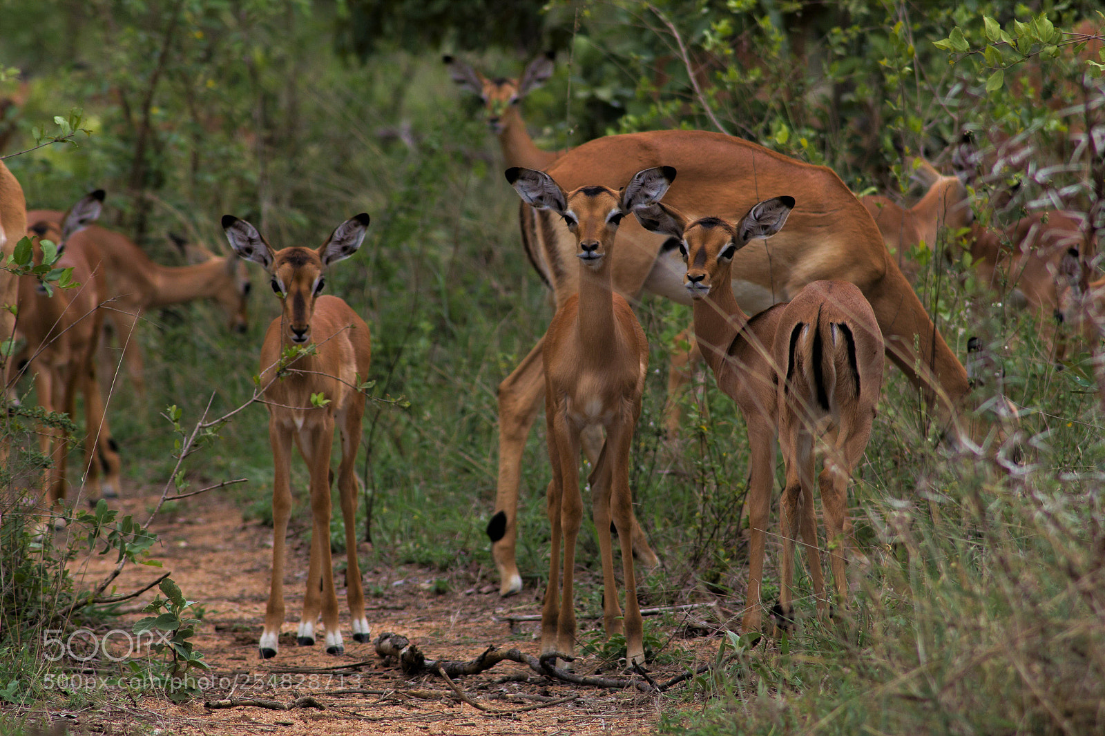 Canon EOS 60D sample photo. Kruger np photography