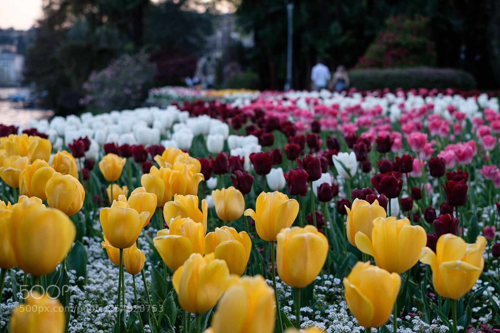 Fujifilm X-T20 sample photo. Tulips in lugano photography