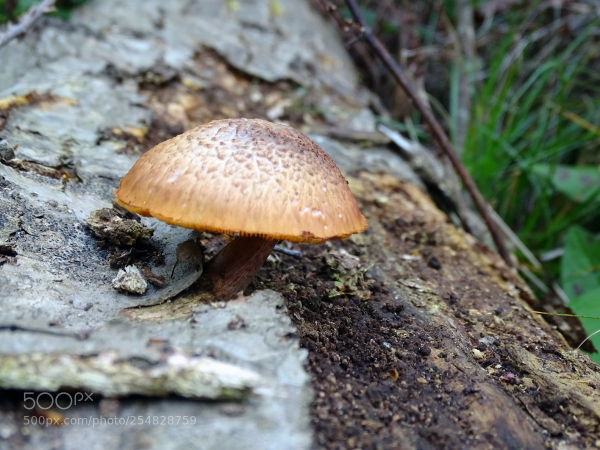 Sony Cyber-shot DSC-HX400V sample photo. Jungle mushroom photography