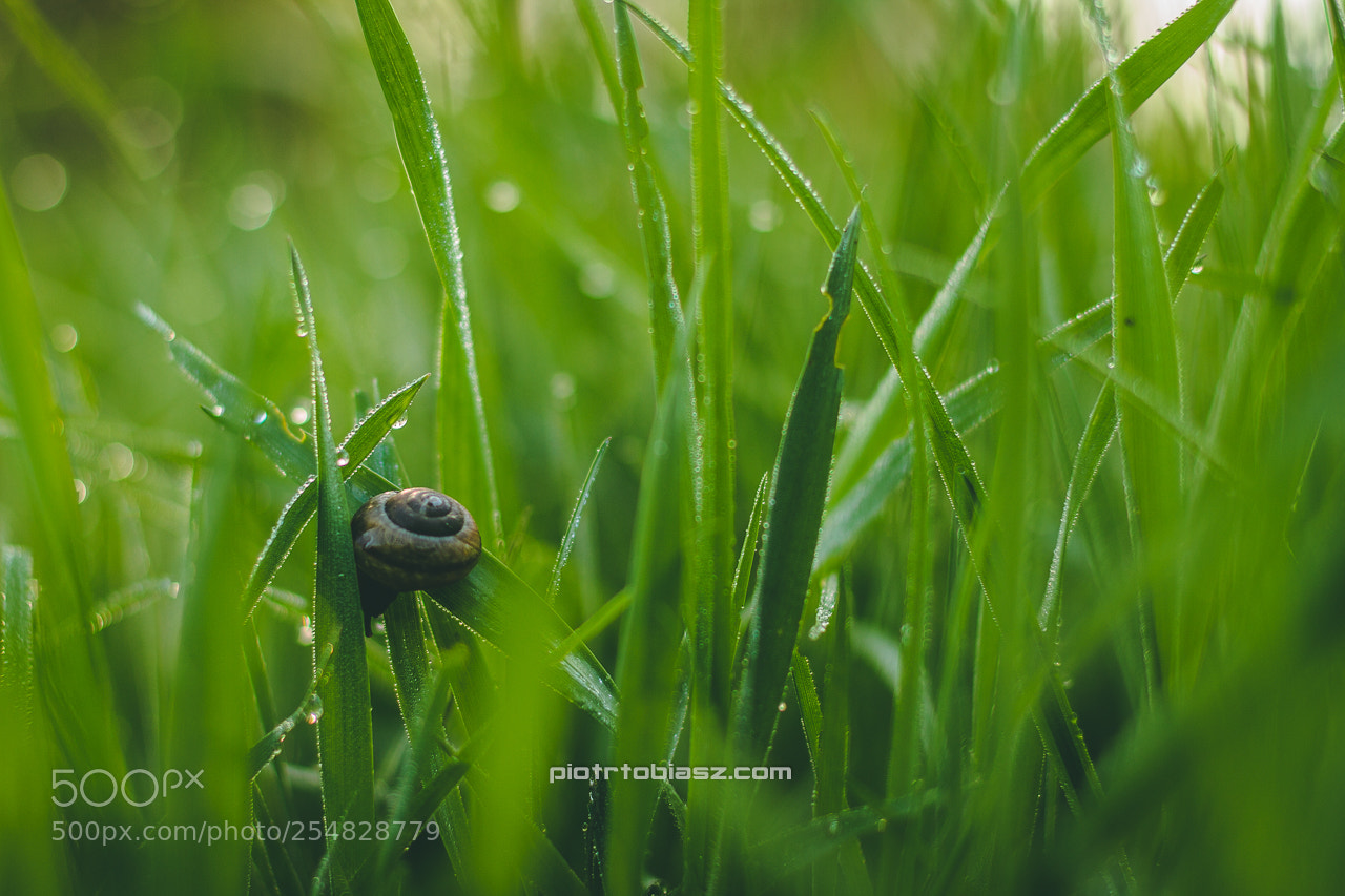 Canon EOS 7D sample photo. Snail. photography