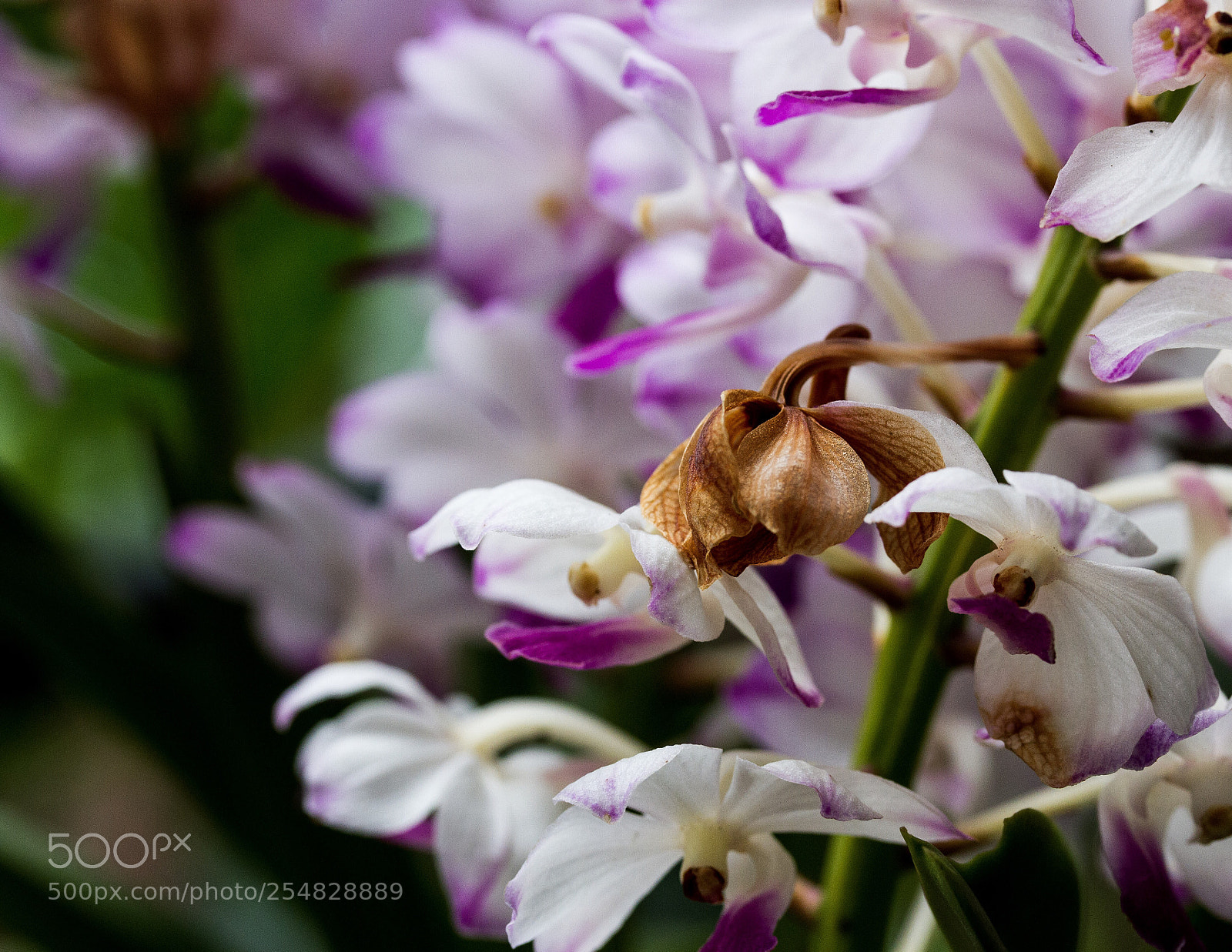 Canon EOS 7D sample photo. The dead orchid photography