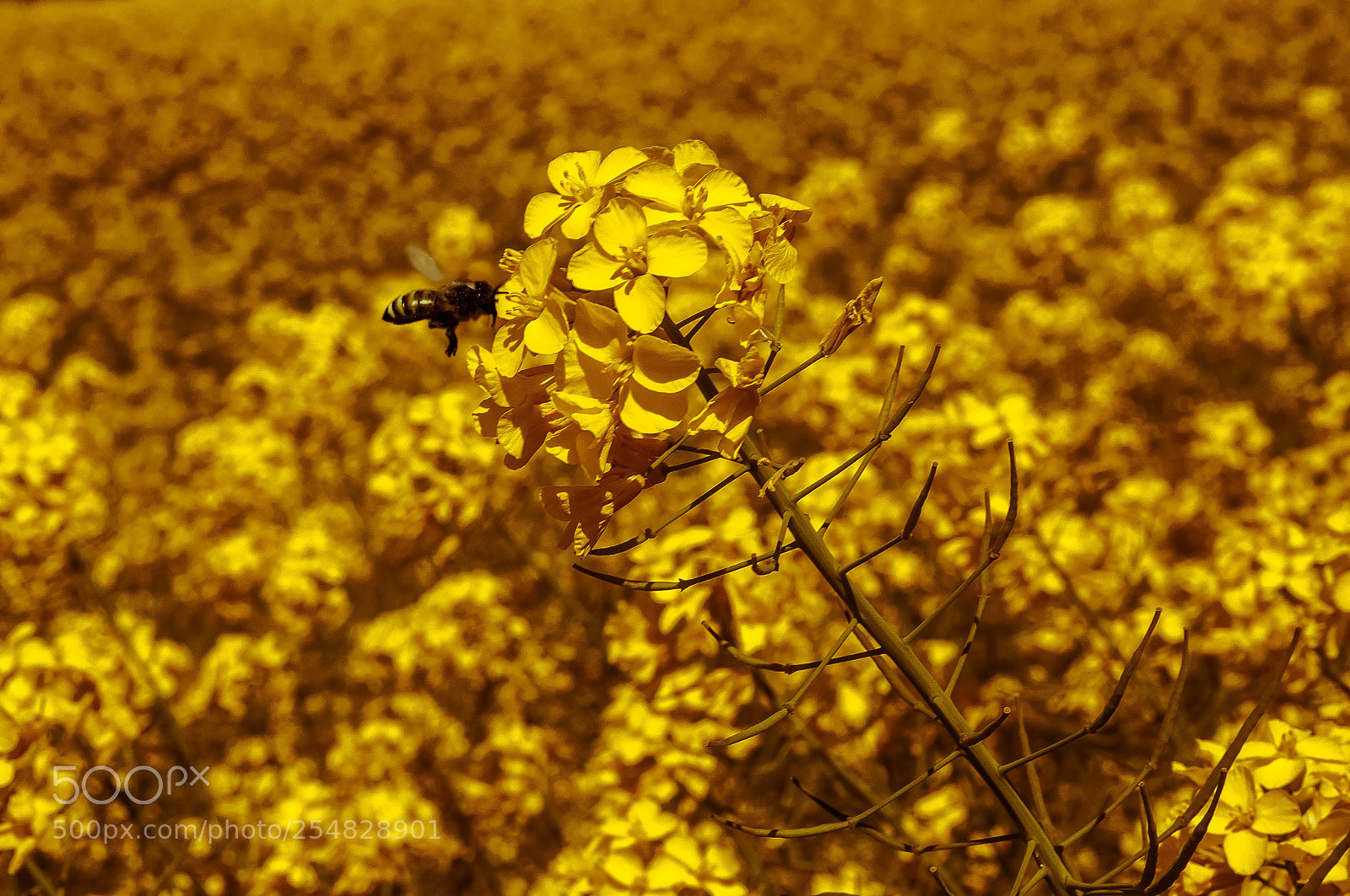 Nikon D300S sample photo. Bee... photography