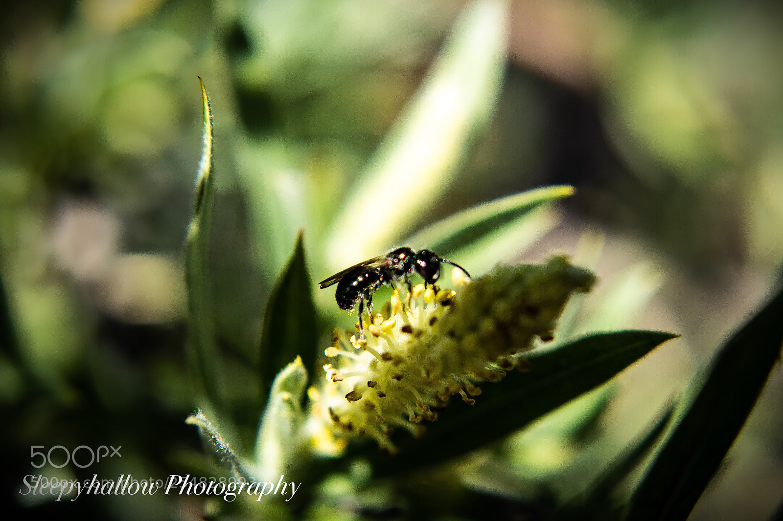 Canon EOS 1300D (EOS Rebel T6 / EOS Kiss X80) sample photo. Busy flying ant photography