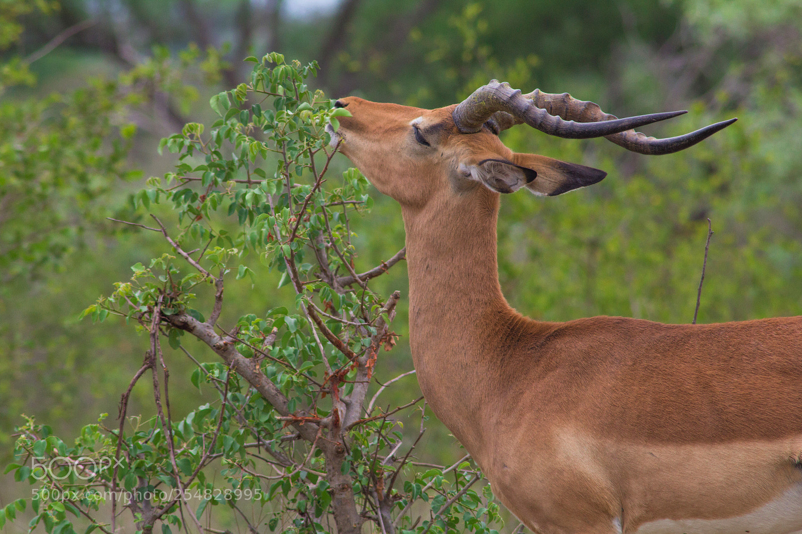 Canon EOS 60D sample photo. Kruger np photography