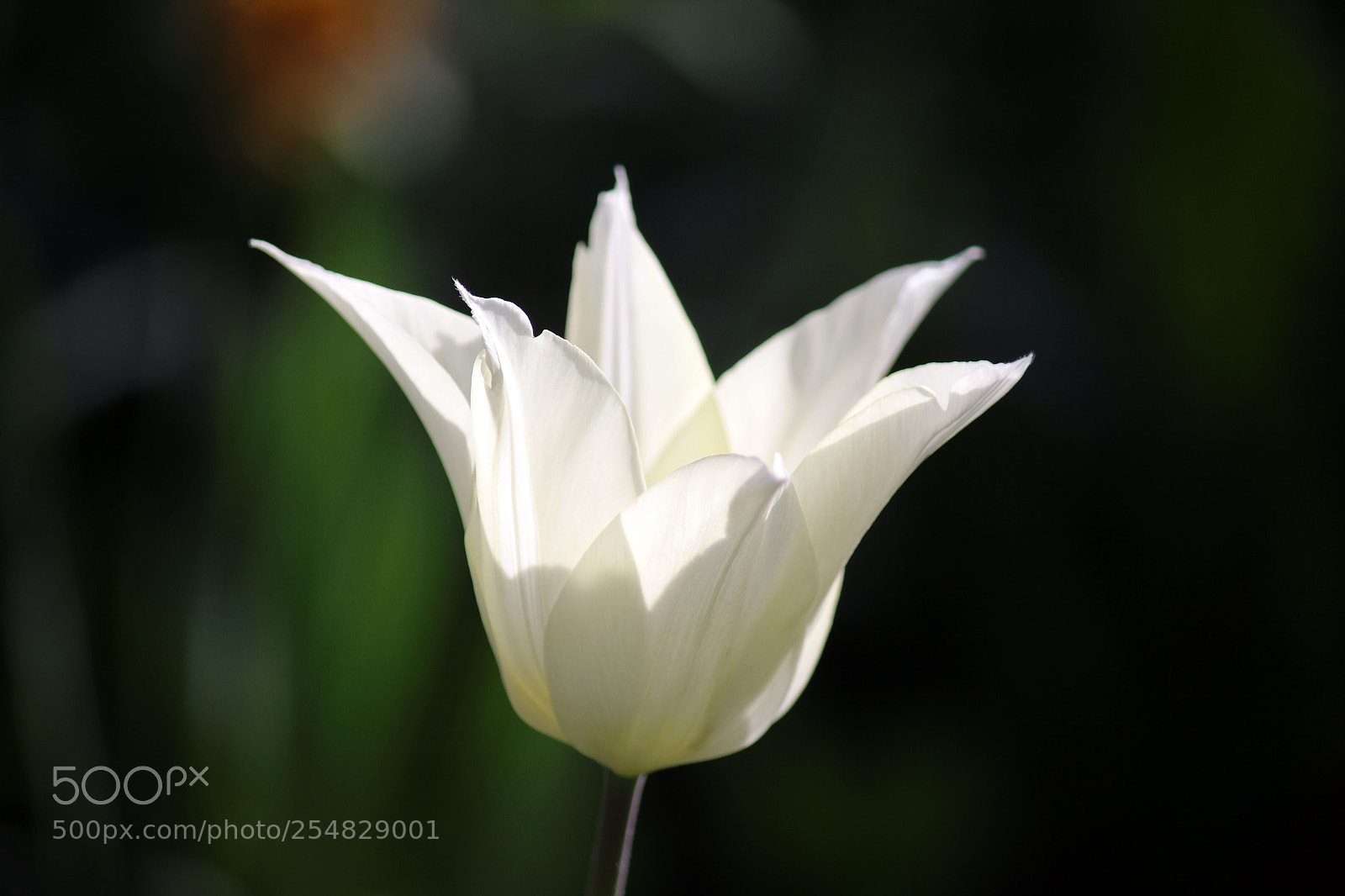 Canon EOS 600D (Rebel EOS T3i / EOS Kiss X5) sample photo. Magical spring photography