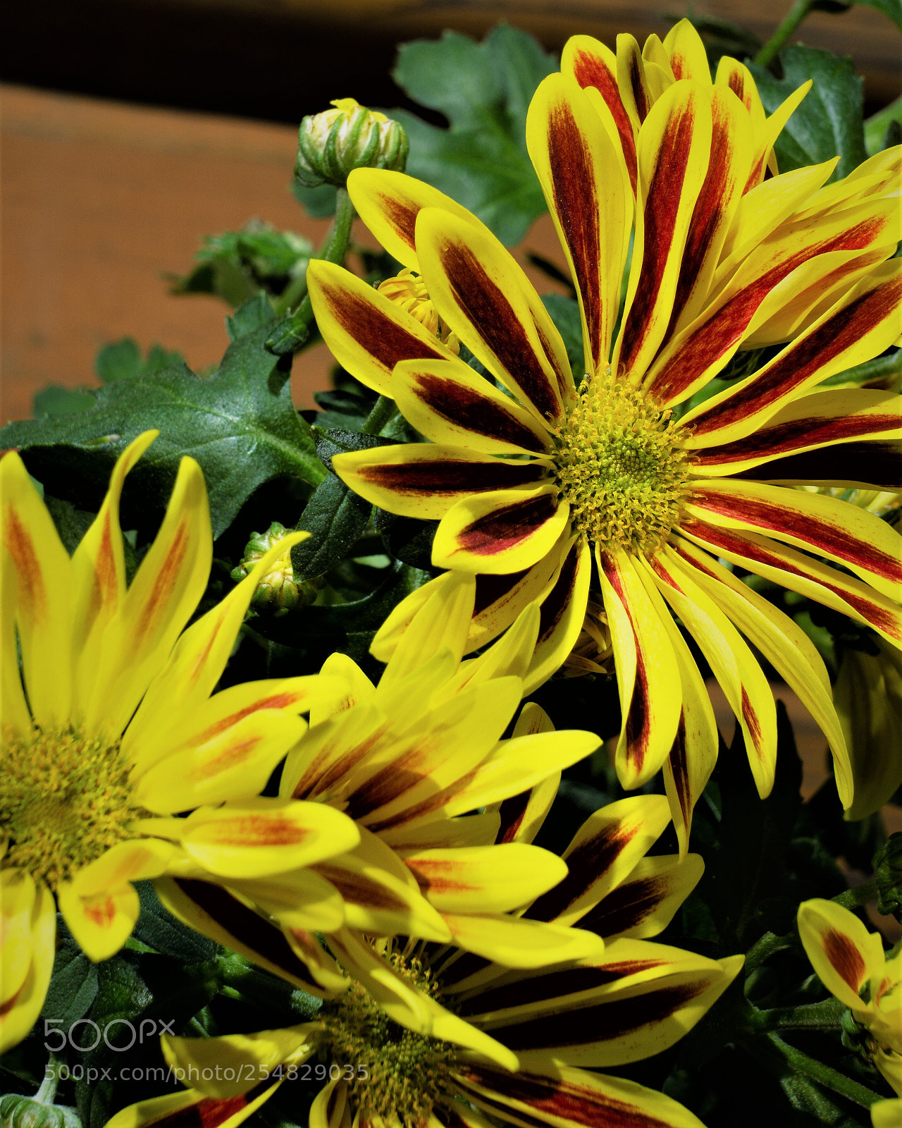 Sony a6000 sample photo. Streifen:)) photography