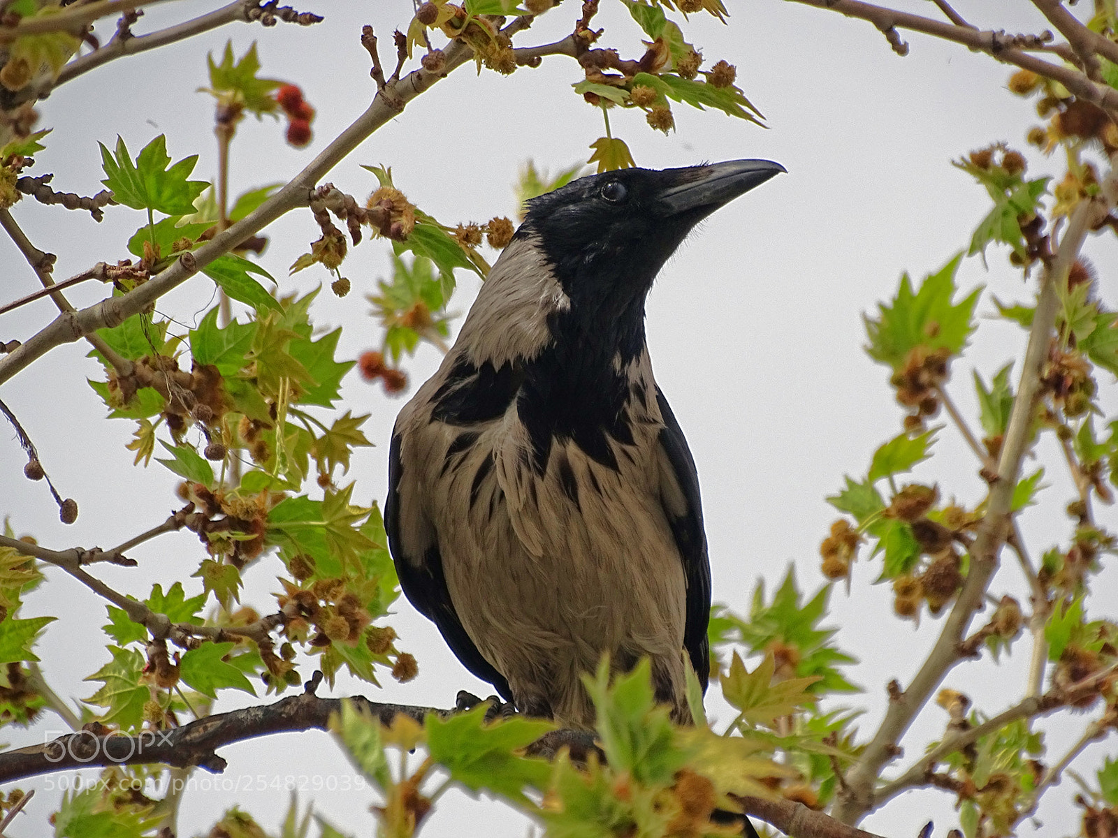 Sony Cyber-shot DSC-HX400V sample photo. Old crow photography