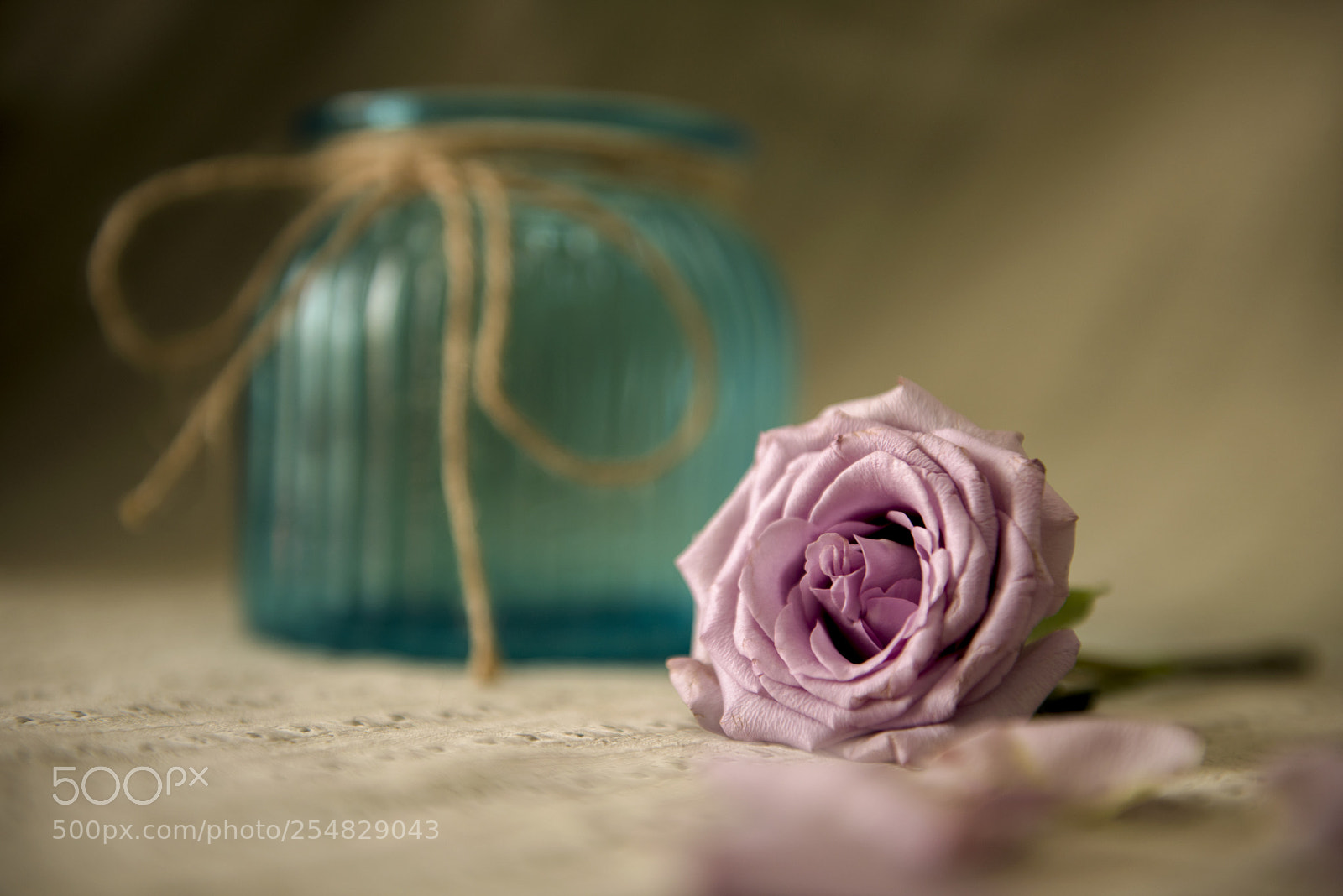 Nikon D810 sample photo. 午后的紫玫瑰 photography