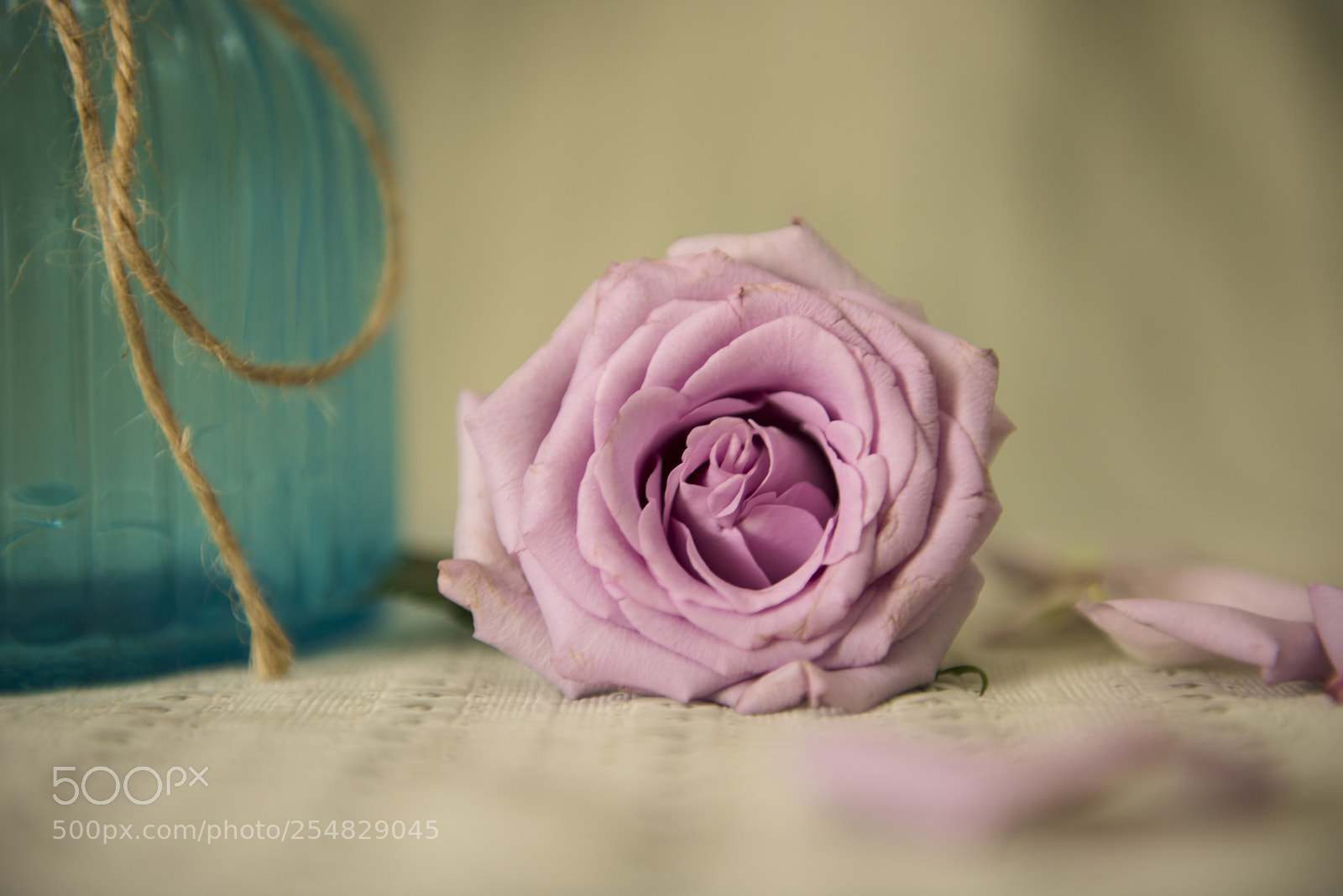 Nikon D810 sample photo. 午后的紫玫瑰 photography