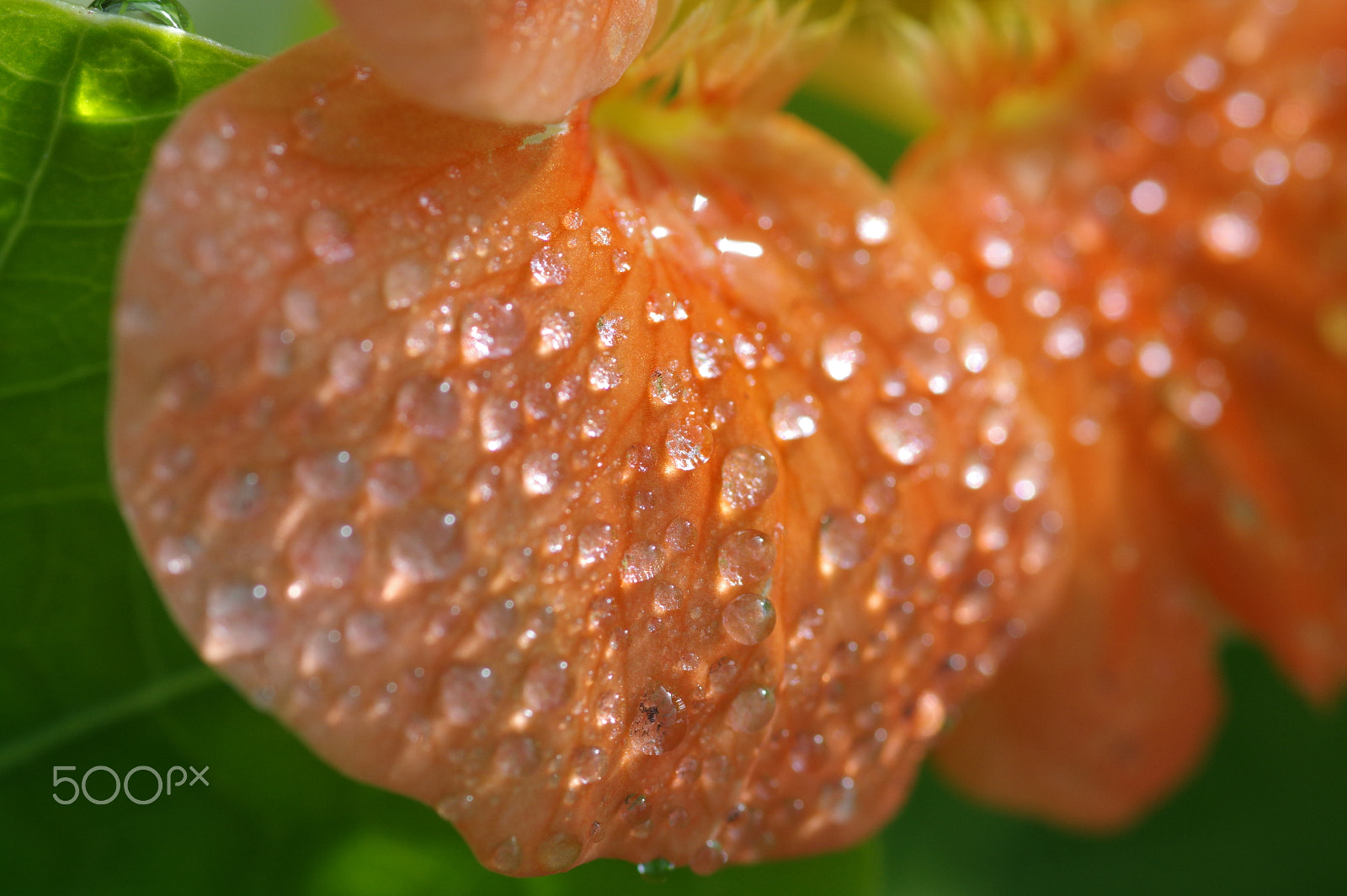 Pentax K-3 II sample photo. Petal and drops photography