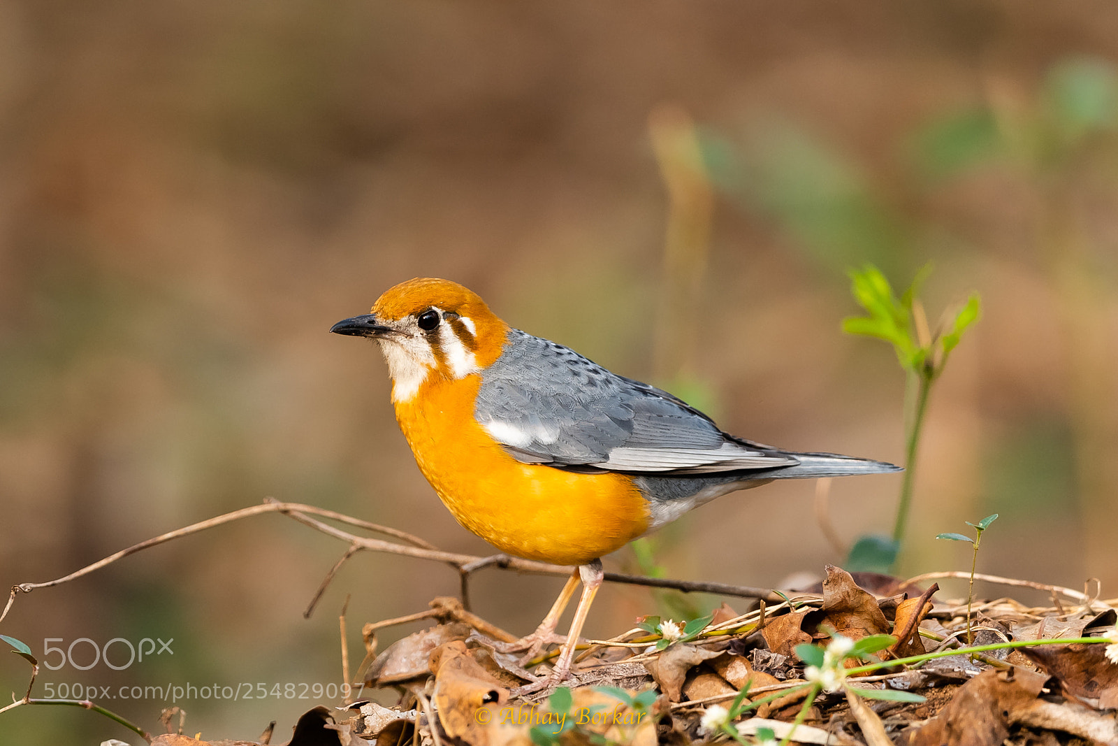 Nikon D5 sample photo. Orange headed thrush photography