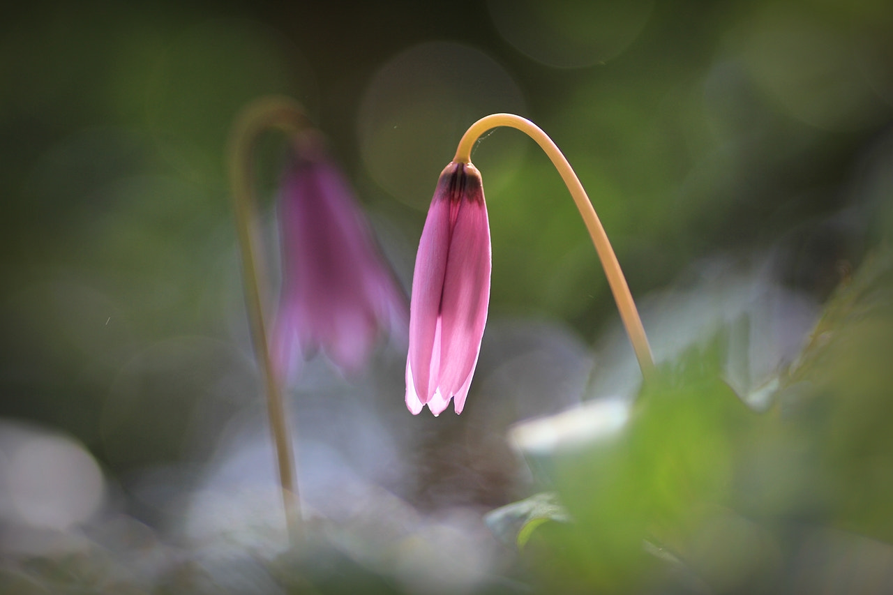 Canon EOS 60D + Tamron SP AF 90mm F2.8 Di Macro sample photo. Spring flowers 13 photography