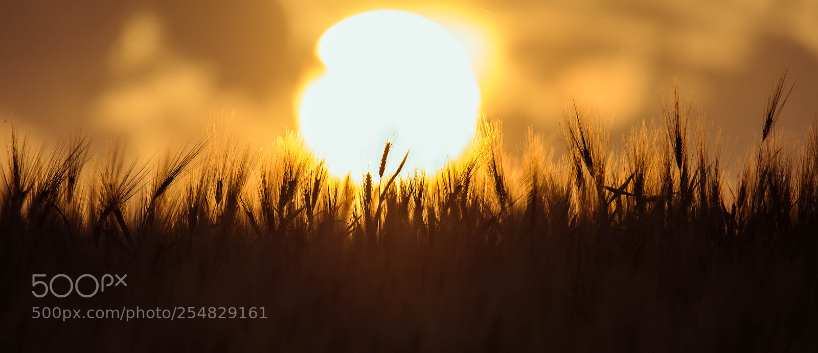 Nikon D610 sample photo. Ekin ve güneş photography