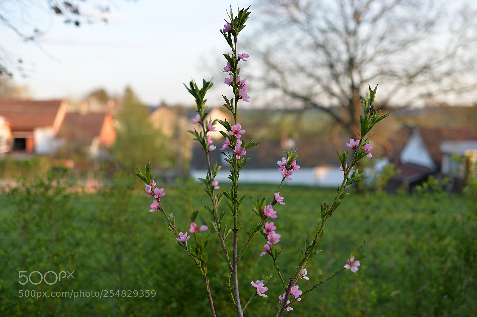 Nikon Df sample photo. Spring garden photography