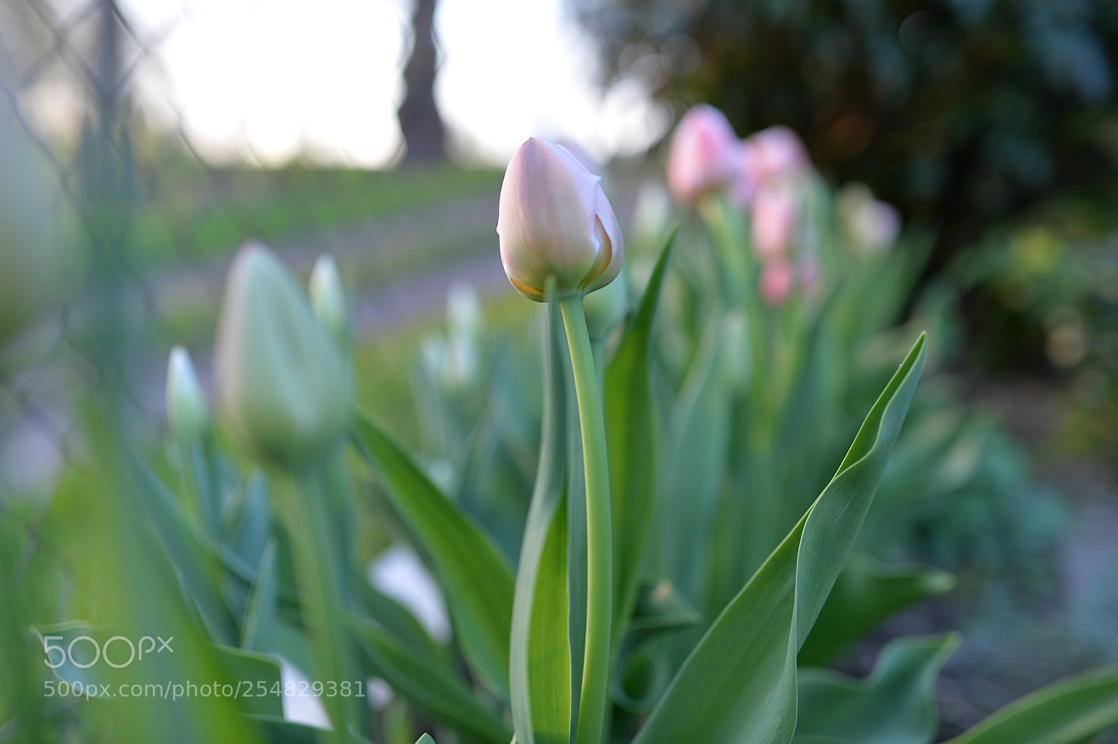 Nikon Df sample photo. Spring garden photography