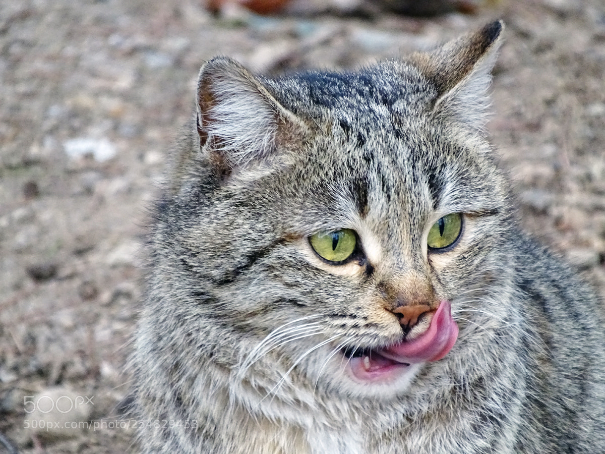 Sony Cyber-shot DSC-HX400V sample photo. Cat photography