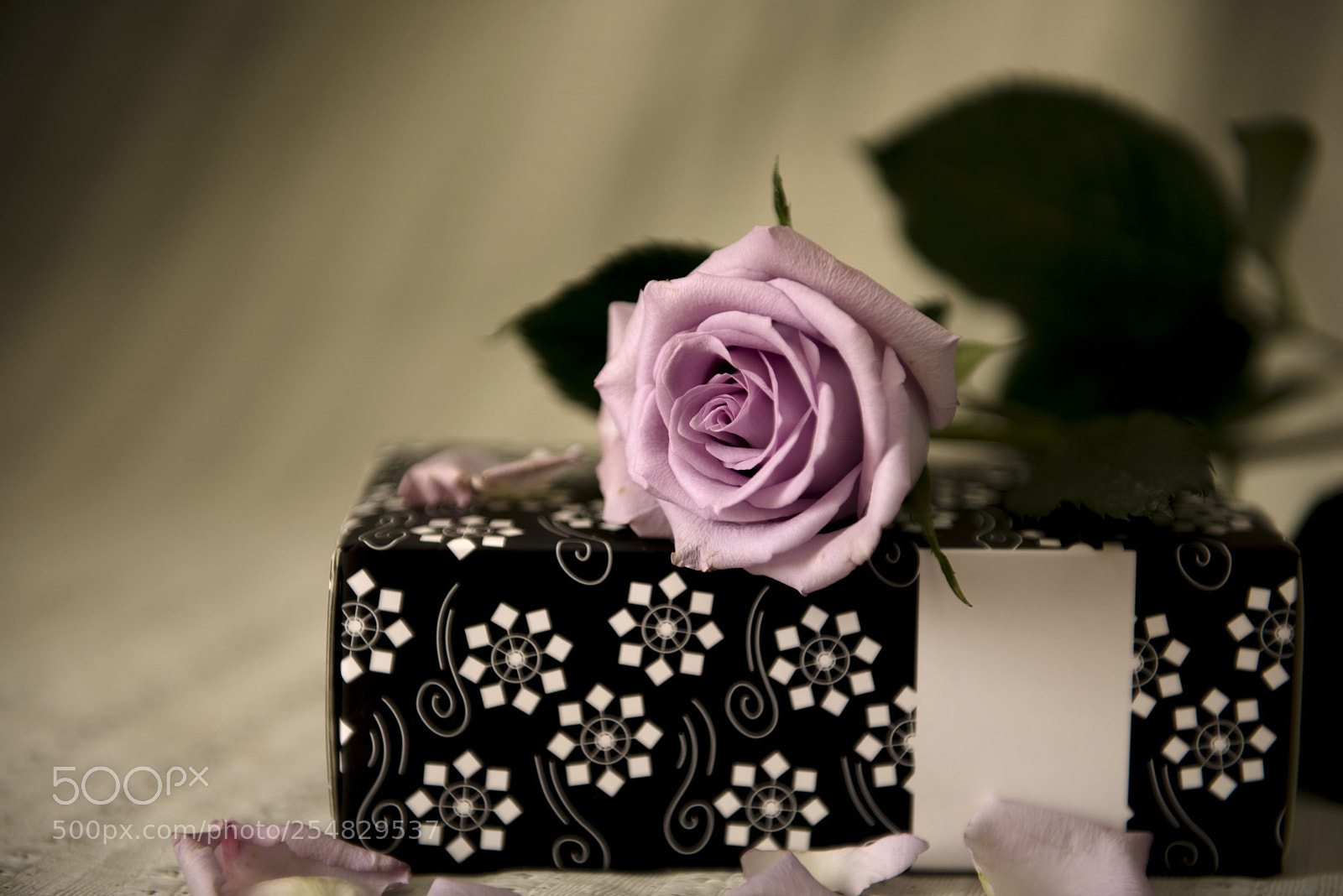 Nikon D810 sample photo. 午后的紫玫瑰 photography