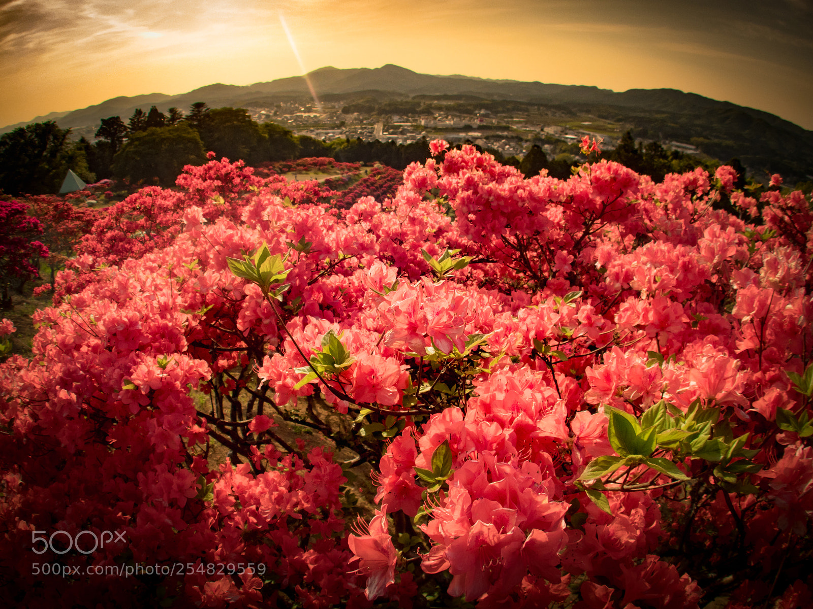 Olympus TG-5 sample photo. Azalea photography