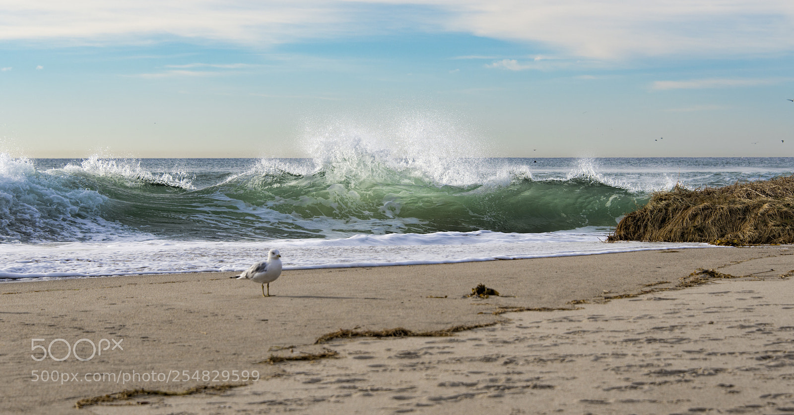 Nikon D610 sample photo. No fear photography