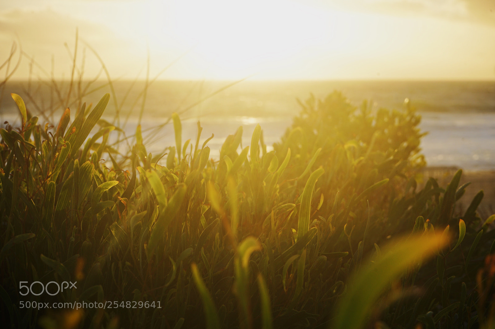 Sony a7 II sample photo. Untitled photography