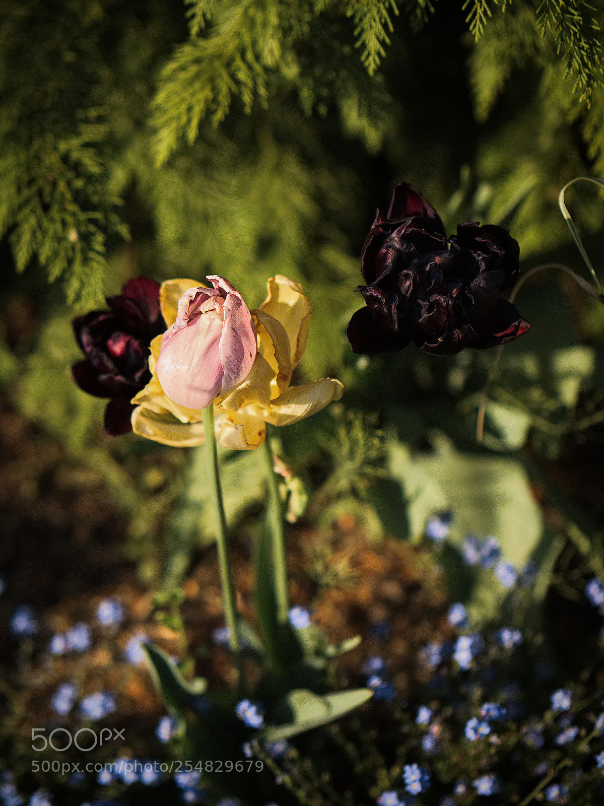 Panasonic Lumix DC-GH5 sample photo. *** photography