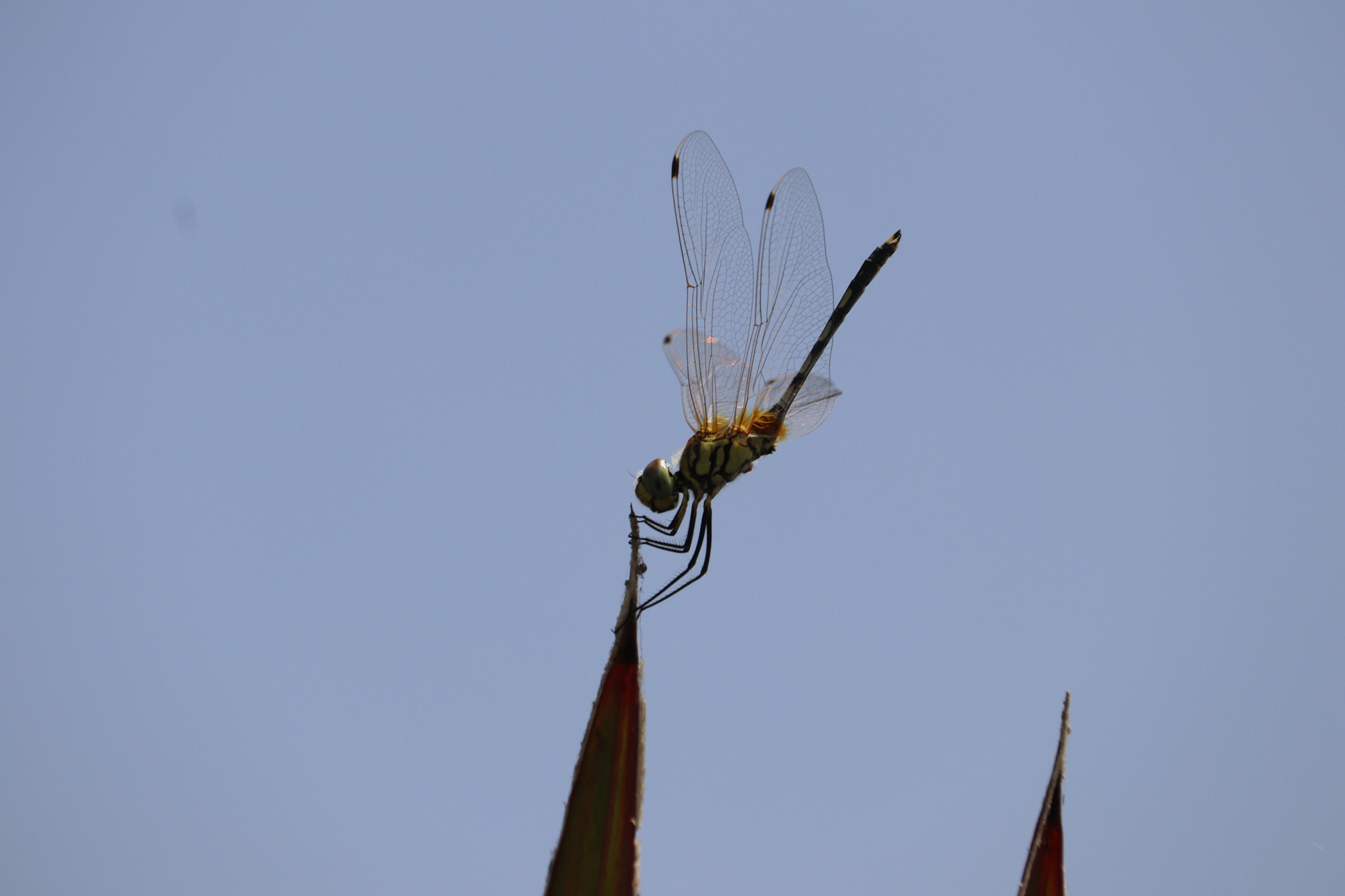 Canon EF-S 55-250mm F4-5.6 IS STM sample photo. Natural beauty of worm photography