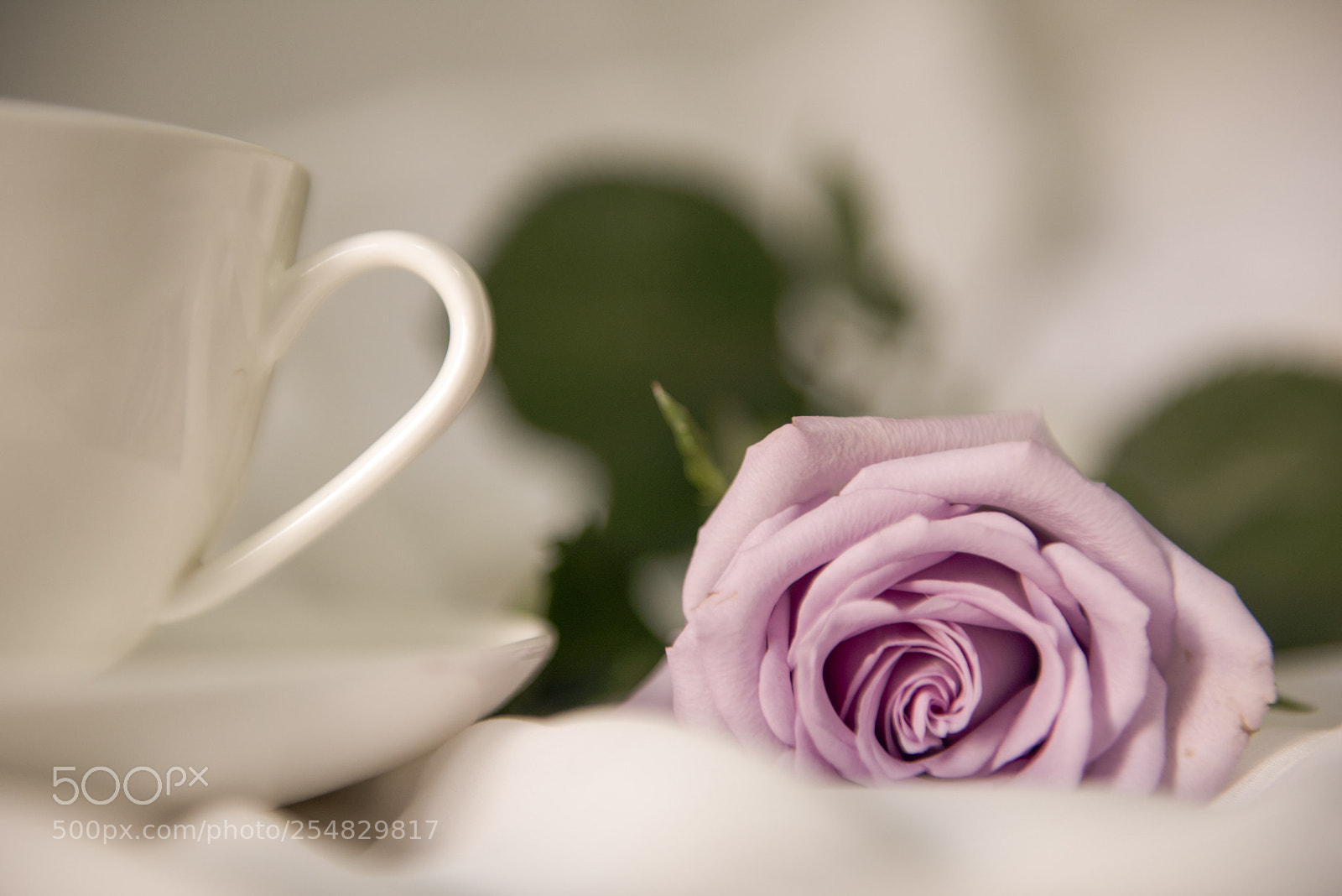 Nikon D810 sample photo. 午后的紫玫瑰 photography