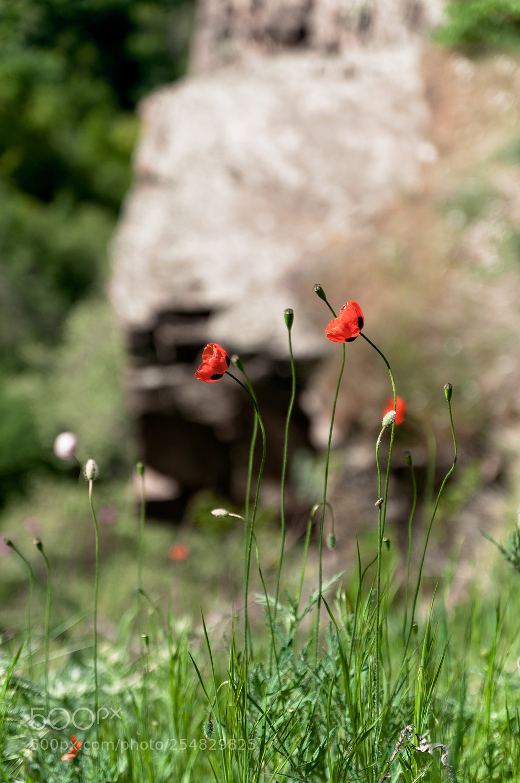 Nikon D5000 sample photo. Roadside view photography